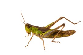 Meadow grasshopper in the field studio
