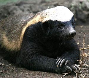 honey-badger-dont-care-just-chillin