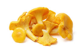 chanterelle2