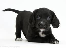 spaniel puppy 2