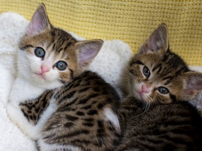 12-cats-cuddling-that-you-ll-desperately-want-to-snuggle-kittens