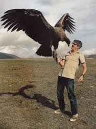 condor and man