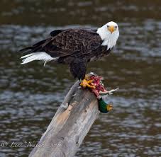 eagle and duck