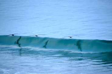3-pelicans-in-flight